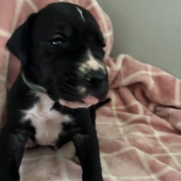 Boy 2 - Mantle Great Dane puppy in Argenta, Illinois from T3 Enchanted Forrest Danes