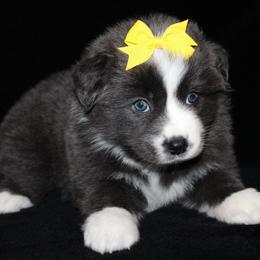 Cuddles - Dilute blue female Australian Shepherd puppy in Colorado Springs, Colorado from Rocky Mountain Aussies