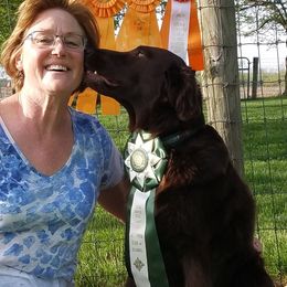 Flat-Coated Retrievers from Kingsbridge Flat-Coated Retrievers