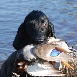 Flat-Coated Retriever Puppies from ArcticWyns
