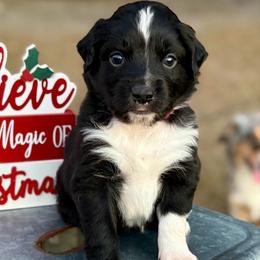 Red collar with tail - Black tri male Miniature Australian Shepherd puppy in 32046, Florida from River Hill Ranch