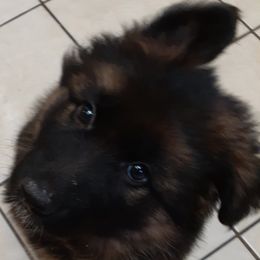 German Shepherd Puppies from Flussufer German Shepherds