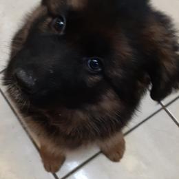 German Shepherd Puppies from Flussufer German Shepherds