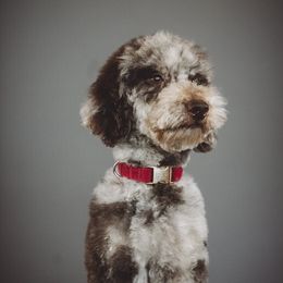 Kona - Schnoodle