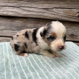 Blue merle male 1 - Blue merle male Australian Shepherd puppy in Sunbright, Tennessee from Laudrick Aussies