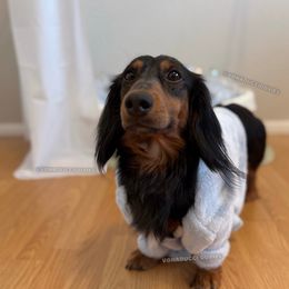 Kizmet - Dachshund