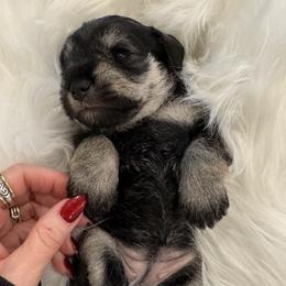 Angel - Salt and pepper female Miniature Schnauzer puppy in Bullard, Texas from Black Gold Miniature Schnauzers