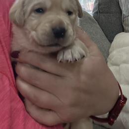 Labrador Retriever Puppies from Luvable AZ Labs