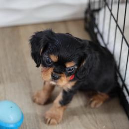 Patrick - Black and tan male Cavalier King Charles Spaniel puppy in Payette, Idaho from Stonewick Retrievers