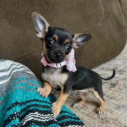 Alpine - Black and tan female Chihuahua puppy in Alvord, Texas from Gift of Gods Favor