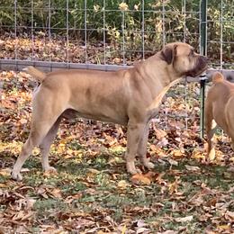 Ronin - Boerboel