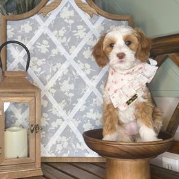 Phoebe - Red  female Goldendoodle puppy in Layton, Utah from Gracious Doodle Dogs