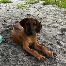 Boy 3 - Rd whtn blk nose male Rhodesian Ridgeback puppy in Ocala, Florida from DogWood Kennels