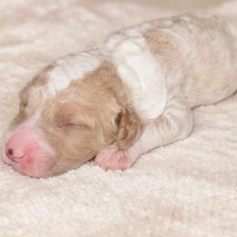 Fireside - Apricot male Goldendoodle puppy in Hopkins County, Texas from Boutique Doodles