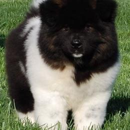 Akita from Hickory Ridge Akitas