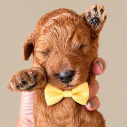 Bugle - Red  male Goldendoodle puppy in Coats, North Carolina from TH.EM Doodles