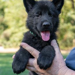 Green - Black male German Shepherd puppy in Hammond, Louisiana from Von LaMarca German Shepherds