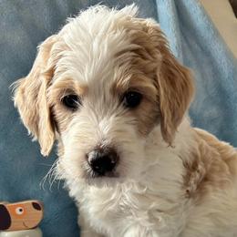 Goldendoodles from Lumley Acres Doodles
