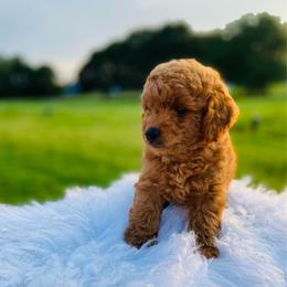 Simba - Brown male Poodle puppy in Inman, South Carolina from Poodle Love Familiar