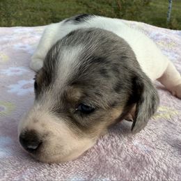 Female 3 - Dapple female Dachshund puppy in El Campo, Texas from Creamer Creek Kennel