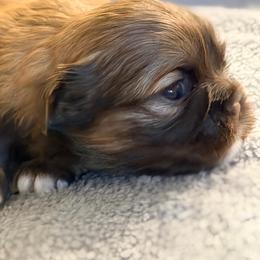 Latte - Red and tan female Shih Tzu puppy in Ocala, Florida from Yorkie  And Shih Tzu Love
