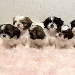 Shih Tzu Puppies from NC Stellar Puppies