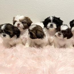 Shih Tzu Puppies from NC Stellar Puppies