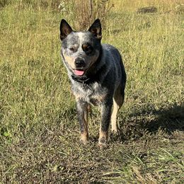 Timber - Australian Cattle Dog
