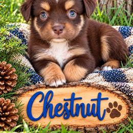 Chestnut - Red tri male Miniature Australian Shepherd puppy in Idalou, Texas from Lonesome Pine Mini Aussies
