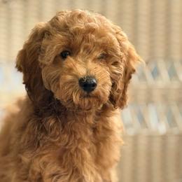 Boy 1 - Red  male Poodle puppy in Bettendorf, Iowa from Red Door Poodles