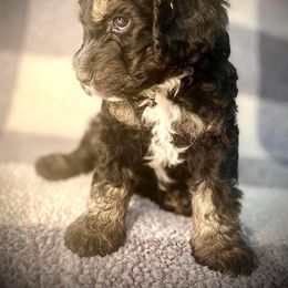 Bernedoodle Puppies from Starlight Bernedoodles