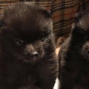 Miniature Schnauzers and Schipperkes from Dream Mtn Kennel