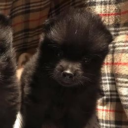 Miniature Schnauzers and Schipperkes from Dream Mtn Kennel