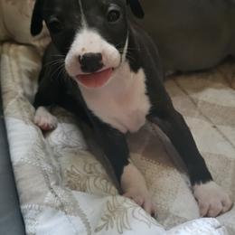 Seal girl - Seal female Italian Greyhound puppy in Phillips, Maine from Maplewood Italian Greyhounds