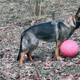 Girl 1 - Sable German Shepherd puppy in Sabattus, Maine from Pracovni Bohemia German Shepherds