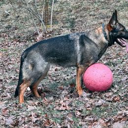 Girl 1 - Sable German Shepherd puppy in Sabattus, Maine from Pracovni Bohemia German Shepherds