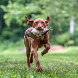 German Shepherds and Vizslas from Augenblick Kennels