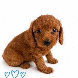 Hugo - Red  male Goldendoodle puppy in Warrensburg, Missouri from Supreme Doodles