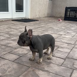 French Bulldog Puppies from Jesikah408