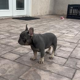 French Bulldog Puppies from Jesikah408