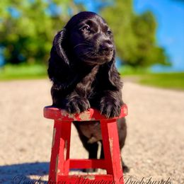 Dachshunds from Powderhorn Miniature Dachshunds