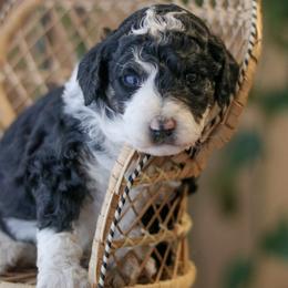 Coast - Black and white male Bernedoodle puppy in Crete, Nebraska from Doodles & Co