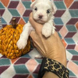 Deisy - White female Maltese puppy in Asheville, North Carolina from TCBs Glowing Maltese