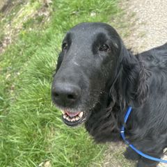 Quartz - Flat-Coated Retriever