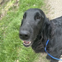 Quartz - Flat-Coated Retriever