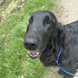 Quartz - Flat-Coated Retriever