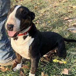 Dee - Bull Terrier