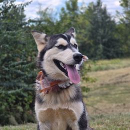 Elain - Seal and white female Alaskan Malamute puppy in Brookwood, Alabama from Sunset Malamutes