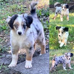 Tails - Blue merle male Miniature Australian Shepherd puppy in Brooker, Florida from Triple Branch Aussies