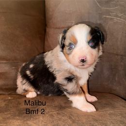 Blue Merle female 2 - Blue merle female Miniature Australian Shepherd puppy in Redding, California from Lavish Luxuries Mini and Toy Australian Shepherds